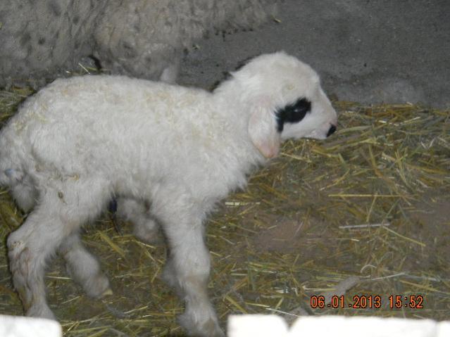 Name:  DSCN2493.jpg
Views: 539
Size:  42.6 KB