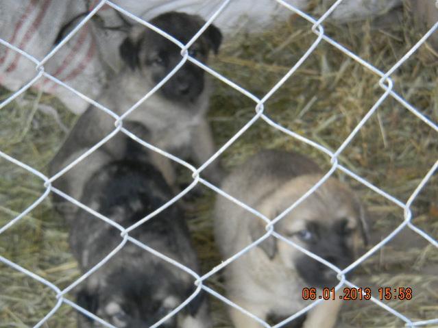 Name:  DSCN2500.jpg
Views: 515
Size:  45.8 KB