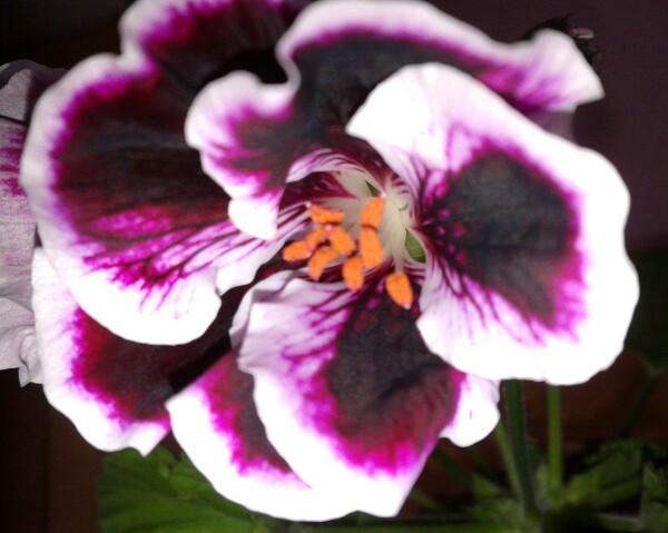 Name:  20130207_081150-1.jpg
Views: 753
Size:  62.2 KB