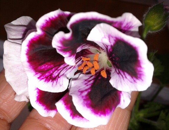 Name:  20130207_081050-1.jpg
Views: 707
Size:  64.5 KB