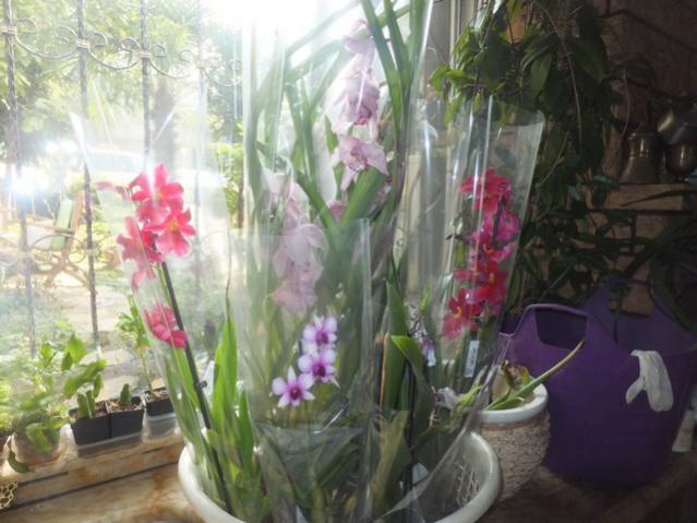 Name:  DSCF0578.jpg
Views: 288
Size:  46.6 KB