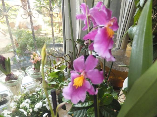 Name:  DSCF0580.jpg
Views: 298
Size:  50.9 KB