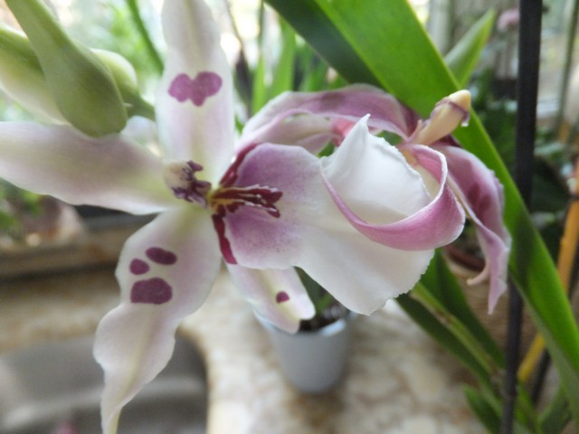 Name:  DSCF0586.jpg
Views: 307
Size:  64.7 KB