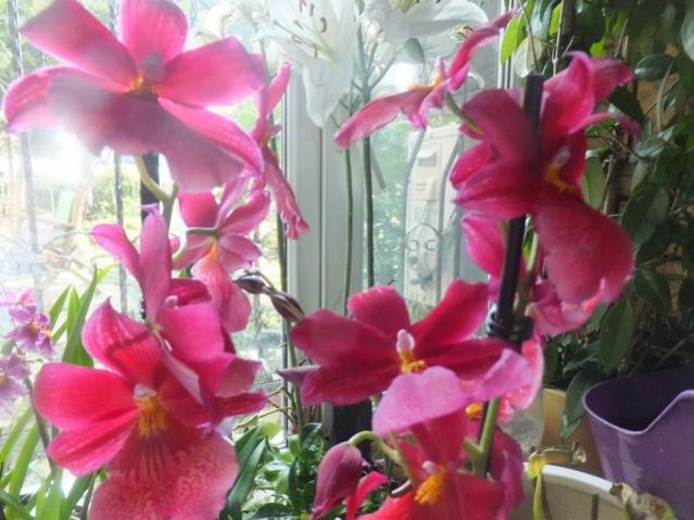 Name:  DSCF0592.jpg
Views: 296
Size:  49.3 KB