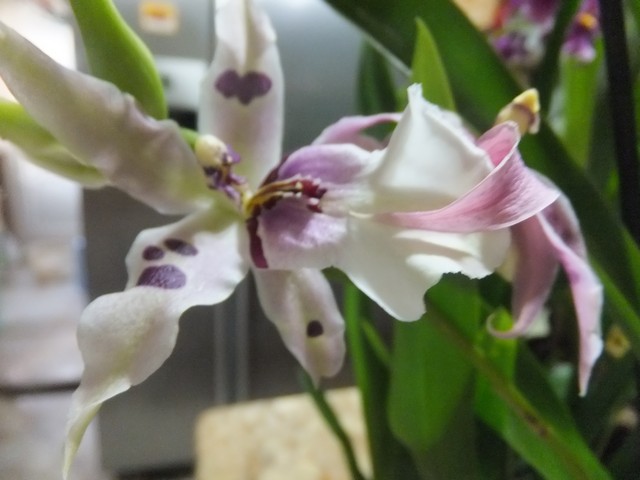Name:  DSCF0604.jpg
Views: 280
Size:  62.3 KB