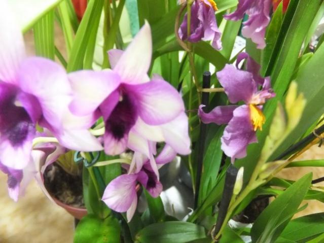 Name:  DSCF0606.jpg
Views: 268
Size:  43.6 KB