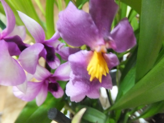 Name:  DSCF0607.jpg
Views: 279
Size:  66.4 KB