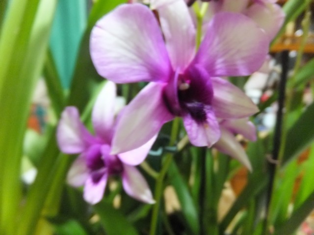 Name:  DSCF0609.jpg
Views: 261
Size:  63.1 KB