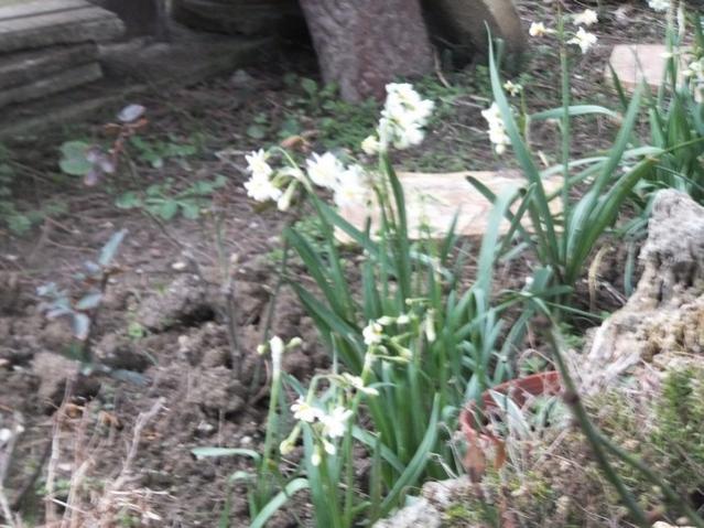 Name:  DSCF0619.jpg
Views: 329
Size:  58.7 KB
