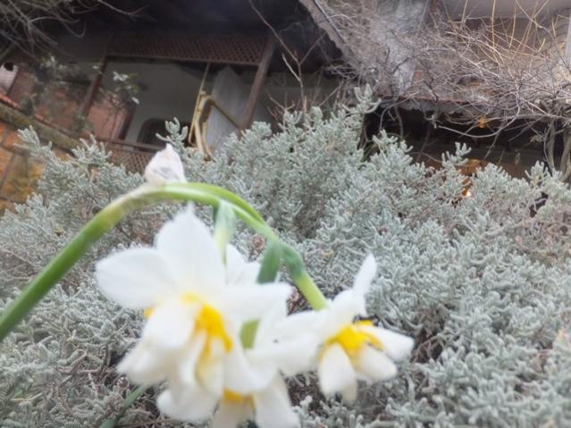 Name:  DSCF0633.jpg
Views: 430
Size:  55.8 KB
