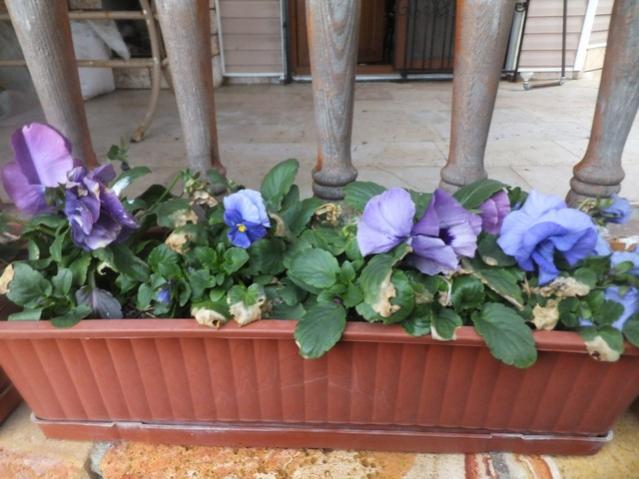 Name:  DSCF0641.jpg
Views: 411
Size:  46.8 KB