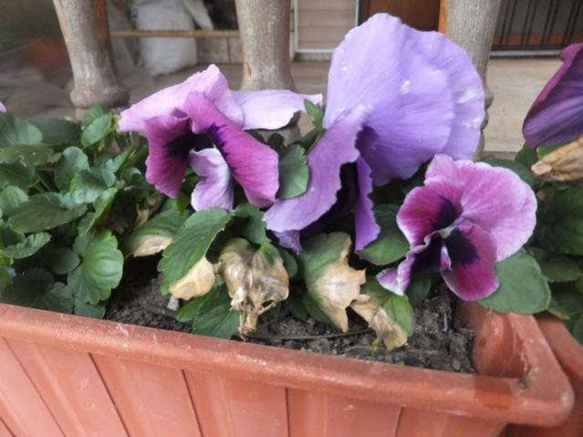 Name:  DSCF0642.jpg
Views: 421
Size:  44.1 KB