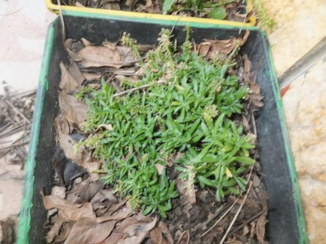 Name:  DSCF0646.jpg
Views: 469
Size:  59.0 KB