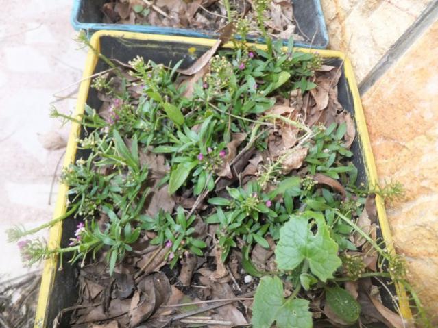 Name:  DSCF0647.jpg
Views: 439
Size:  64.8 KB
