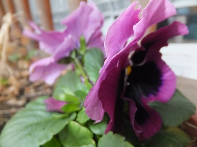 Name:  DSCF0651.jpg
Views: 428
Size:  61.3 KB