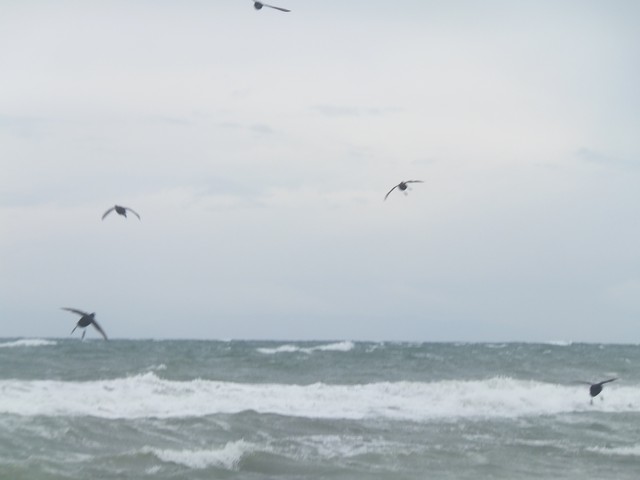 Name:  DSCF0739.jpg
Views: 369
Size:  37.4 KB