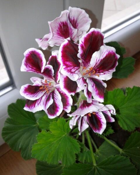 Name:  20130209_100045-1.jpg
Views: 687
Size:  42.0 KB