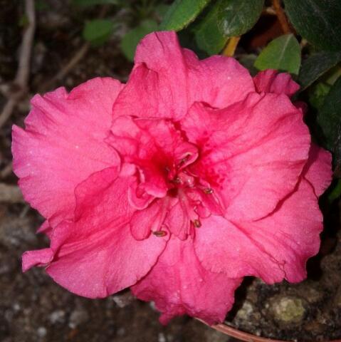 Name:  20130209_101721-1.jpg
Views: 628
Size:  33.9 KB
