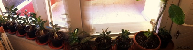 Name:  adenium.jpg
Views: 668
Size:  30.8 KB