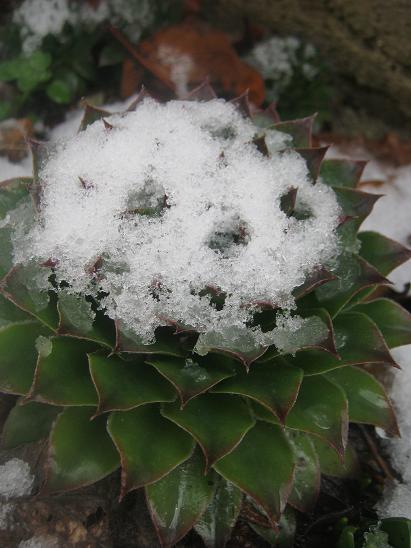 Name:  sempervivum.JPG
Views: 1554
Size:  43.2 KB
