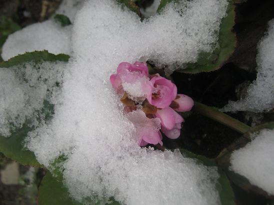 Name:  bergenia.JPG
Views: 2646
Size:  46.1 KB