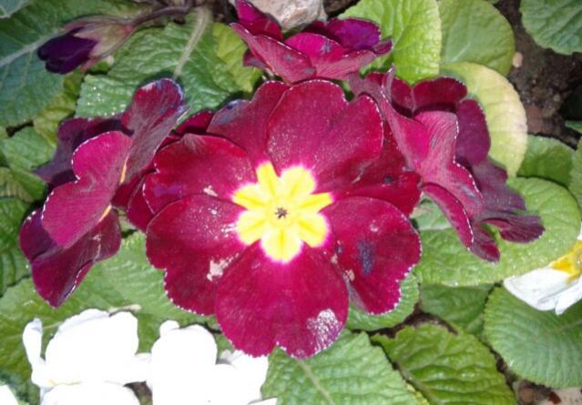 Name:  20130212_081538-1.jpg
Views: 571
Size:  48.4 KB
