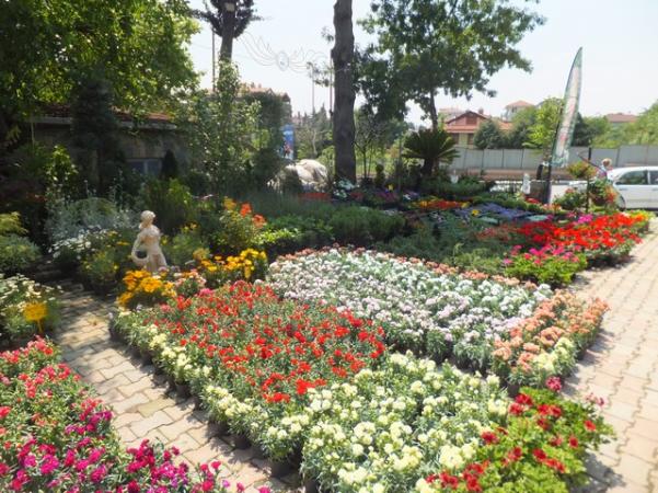 Name:  DSCF2733.jpg
Views: 586
Size:  73.2 KB