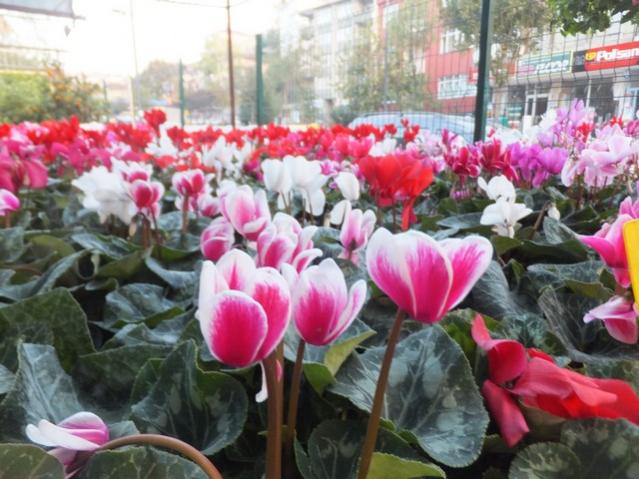 Name:  DSCF8607.jpg
Views: 550
Size:  56.3 KB
