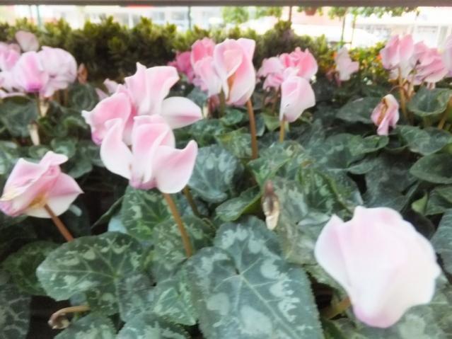 Name:  DSCF8609.jpg
Views: 570
Size:  44.4 KB