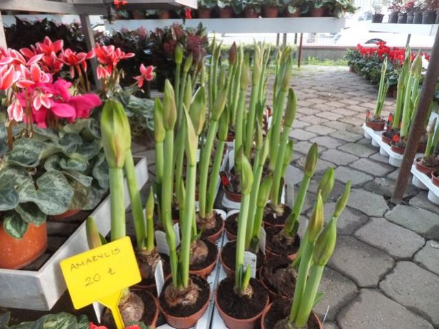 Name:  DSCF8611.jpg
Views: 545
Size:  61.3 KB