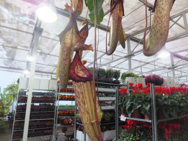 Name:  DSCF8617.jpg
Views: 587
Size:  53.3 KB