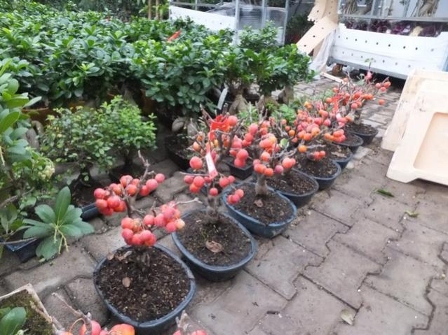 Name:  DSCF8621.jpg
Views: 564
Size:  65.6 KB