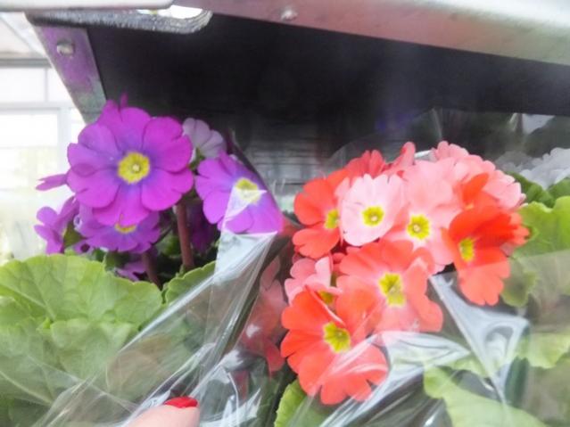 Name:  DSCF8622.jpg
Views: 579
Size:  37.2 KB