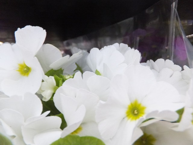 Name:  DSCF8624.jpg
Views: 569
Size:  52.9 KB