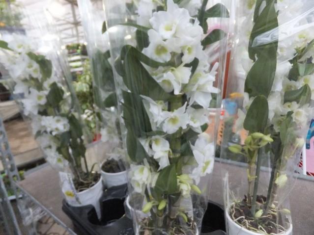 Name:  DSCF8631.jpg
Views: 1488
Size:  44.5 KB