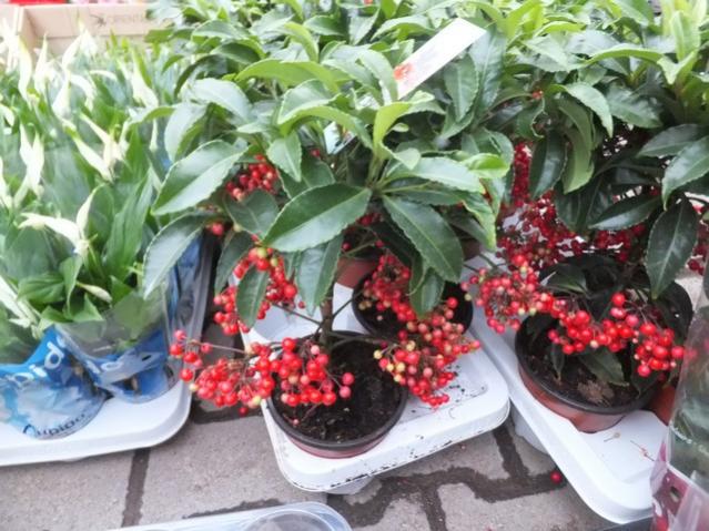 Name:  DSCF8632.jpg
Views: 539
Size:  62.2 KB