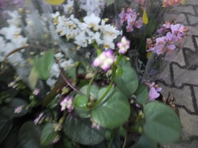 Name:  DSCF8640.jpg
Views: 525
Size:  40.0 KB