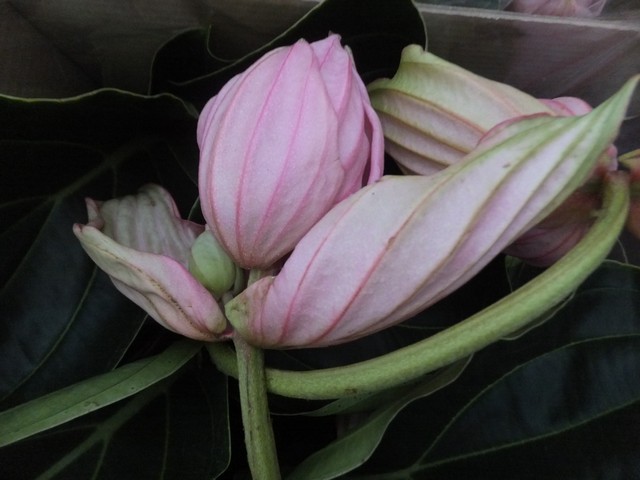 Name:  DSCF8641.jpg
Views: 563
Size:  65.9 KB