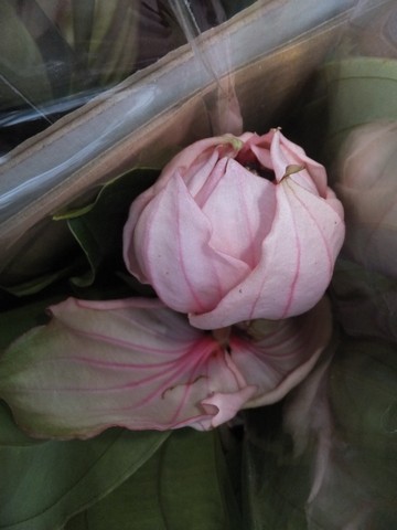 Name:  DSCF8642.jpg
Views: 520
Size:  44.3 KB