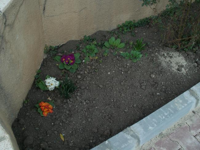 Name:  P1010063a.jpg
Views: 8309
Size:  51.9 KB