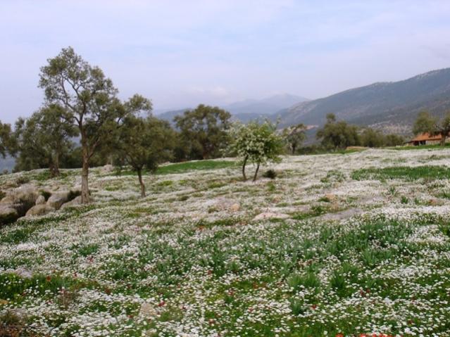 Name:  Karapaa Papatya.jpg
Views: 1014
Size:  64.9 KB