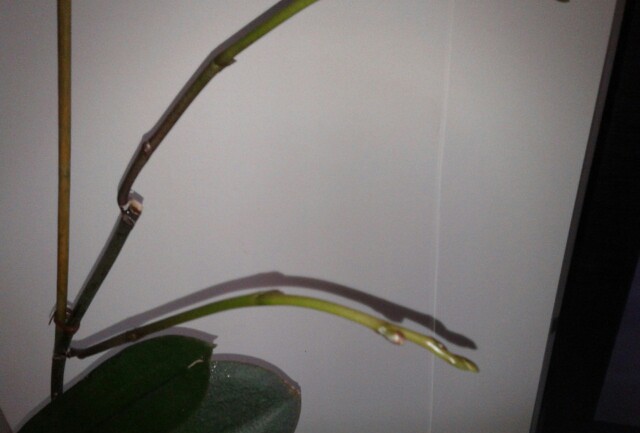 Name:  20130215_104041-1.jpg
Views: 671
Size:  38.3 KB