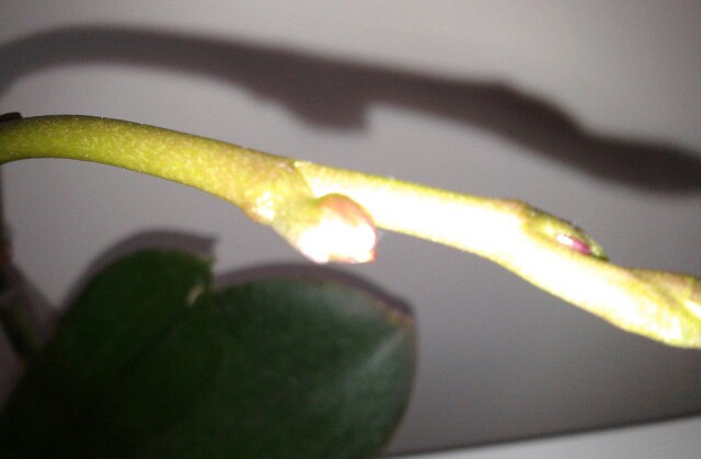 Name:  20130215_104146-1.jpg
Views: 646
Size:  38.0 KB