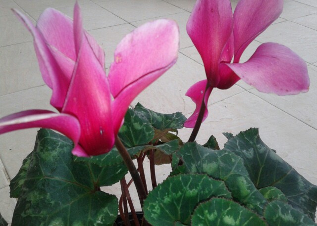 Name:  20130217_083843-1.jpg
Views: 626
Size:  69.7 KB