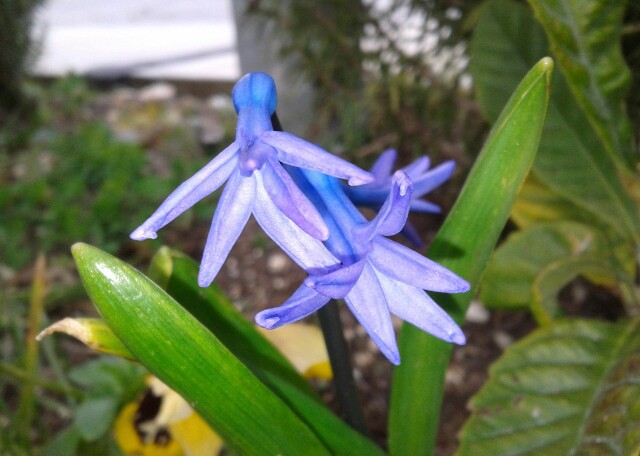 Name:  20130218_144023-1.jpg
Views: 591
Size:  66.0 KB