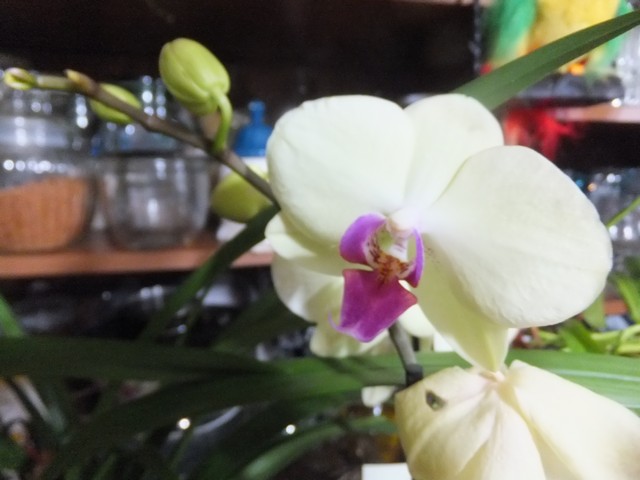 Name:  DSCF9851.jpg
Views: 308
Size:  62.3 KB