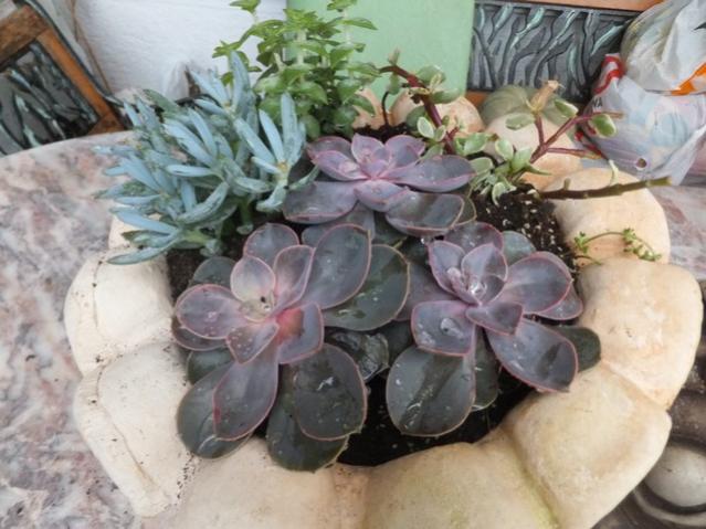 Name:  DSCF9860.jpg
Views: 360
Size:  49.3 KB