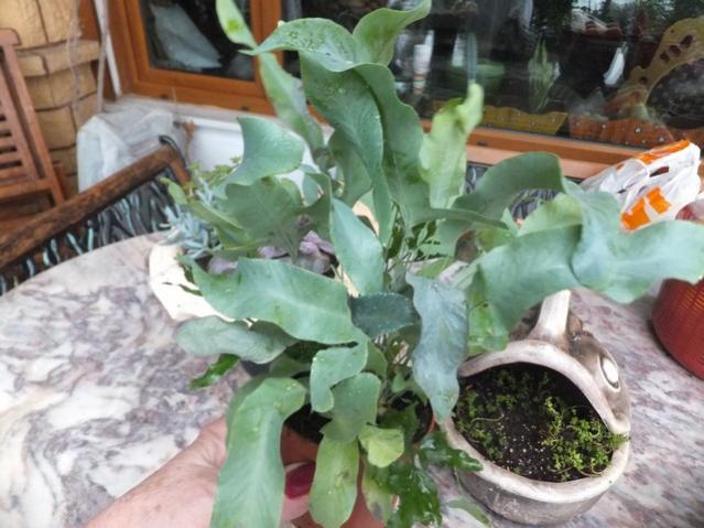 Name:  DSCF9868.jpg
Views: 306
Size:  51.1 KB