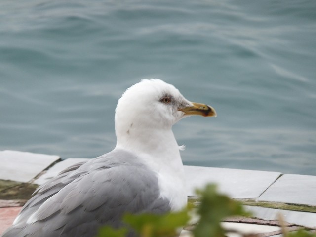 Name:  DSCF9914.jpg
Views: 270
Size:  50.5 KB