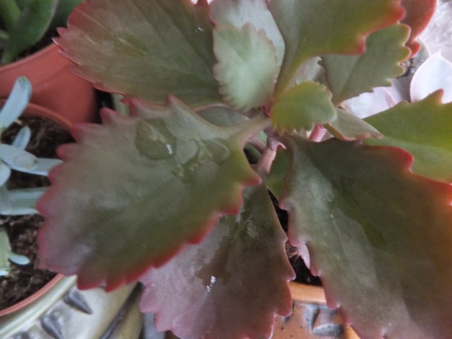 Name:  DSCF9923.jpg
Views: 287
Size:  65.2 KB